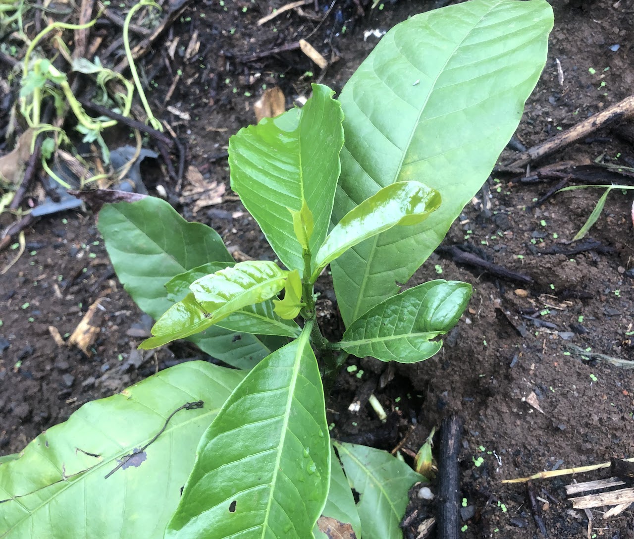 Tree planting Africa